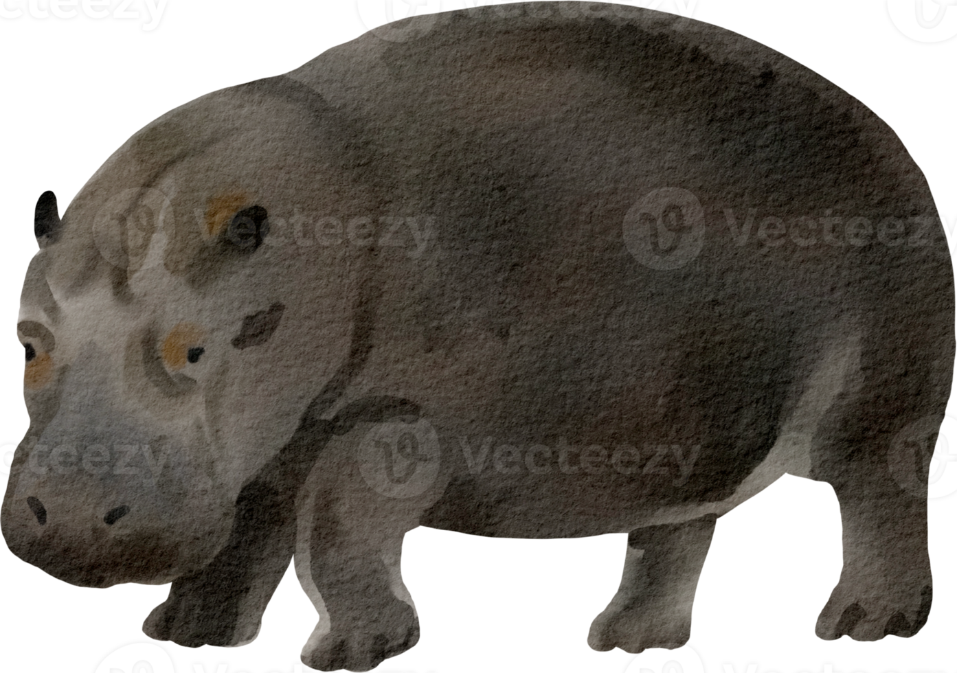 hippopotamus watercolor clip art png