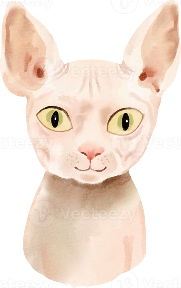 watercolor cat spinx png