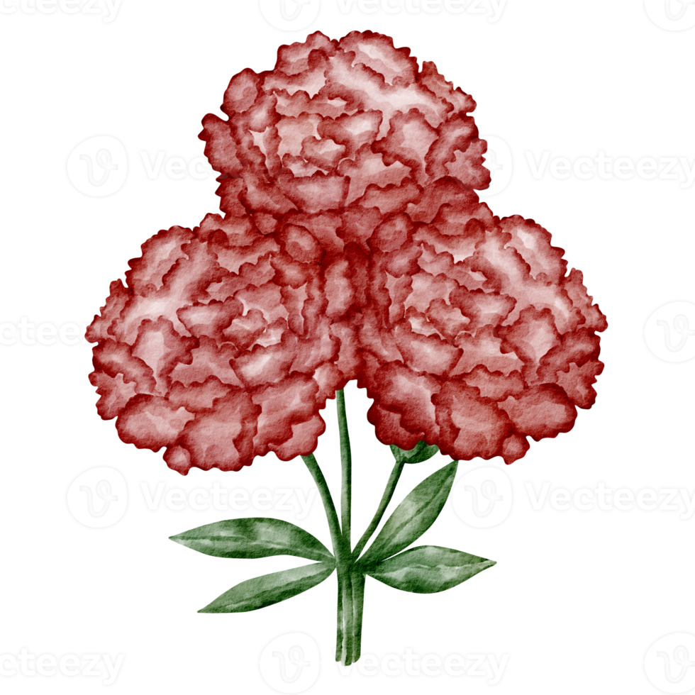 watercolor carnation flower clip art red png