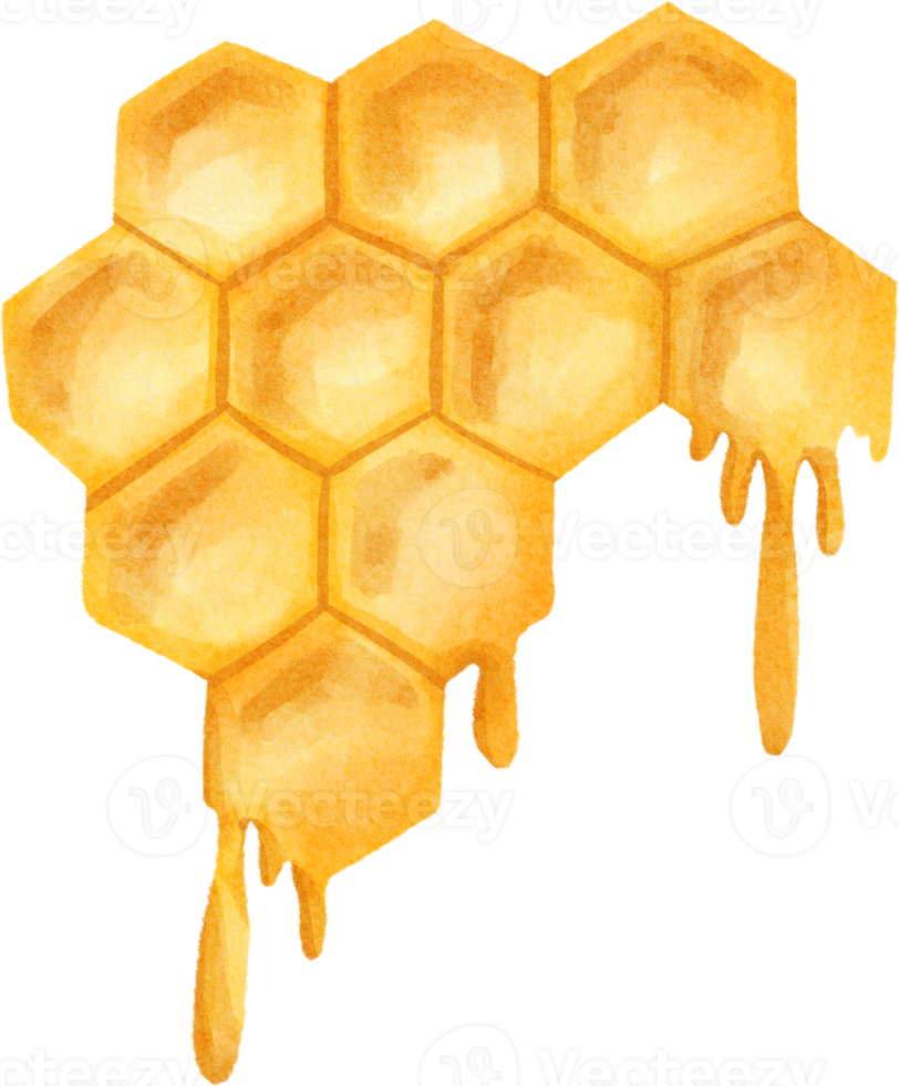 watercolor honey comb png