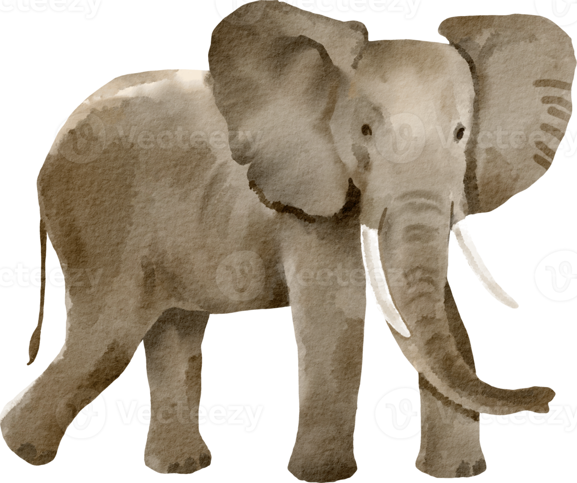 elefante em aquarela clipart fofo png