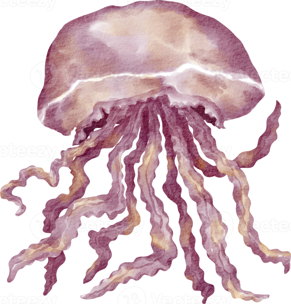 watercolor jellyfish sea animal png