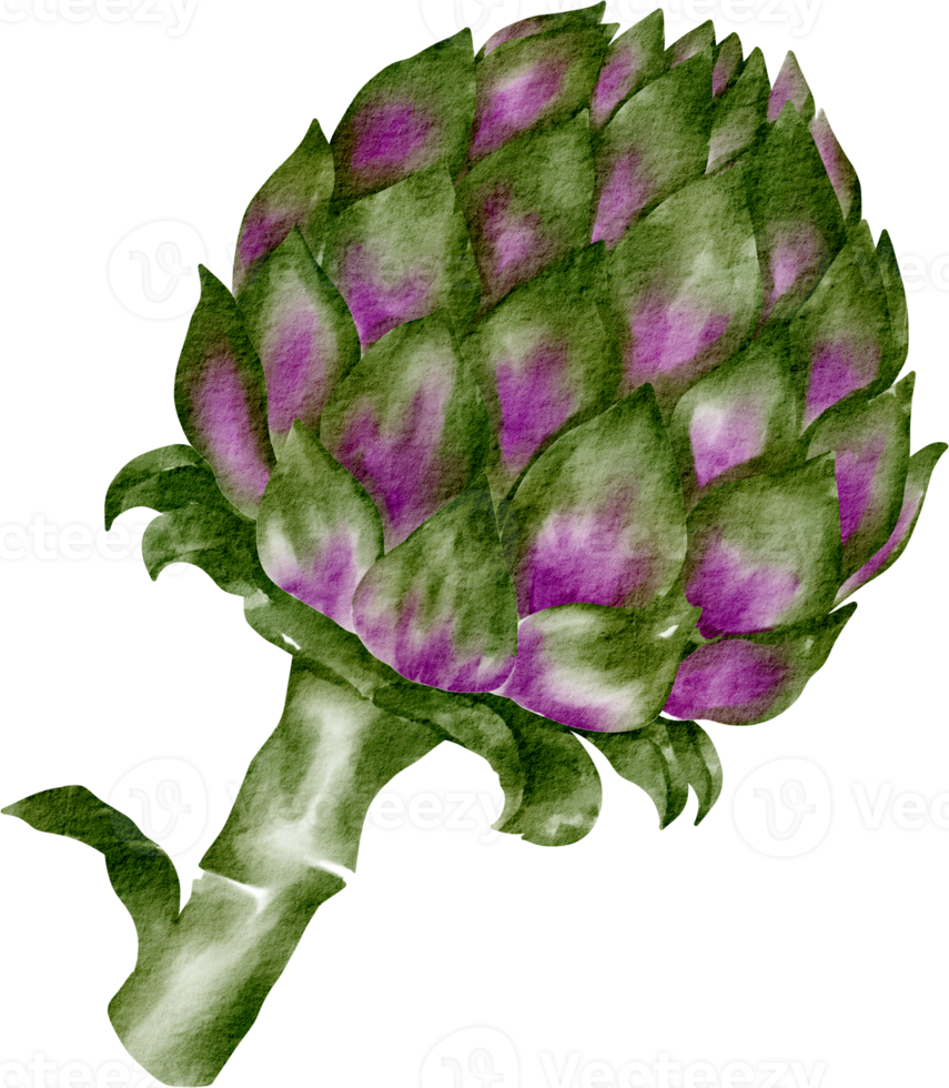 arte de clip vegetal de alcachofa acuarela png