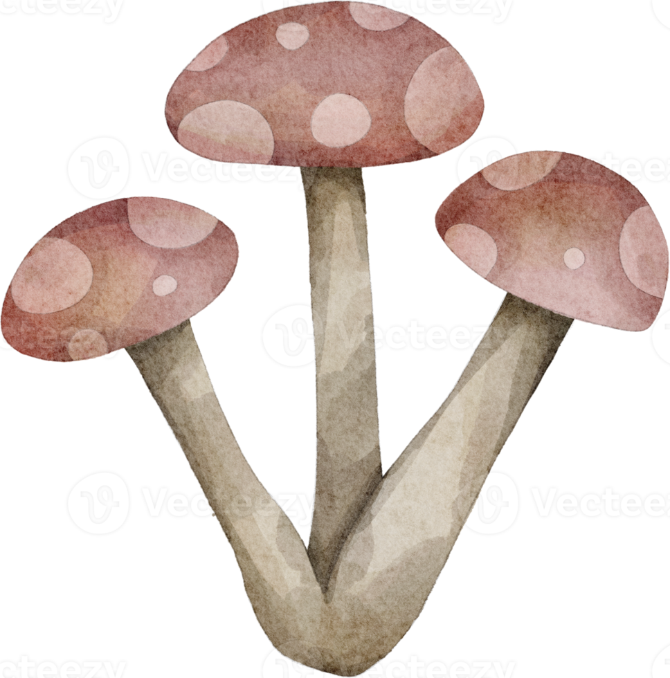 clipart champignon aquarelle png