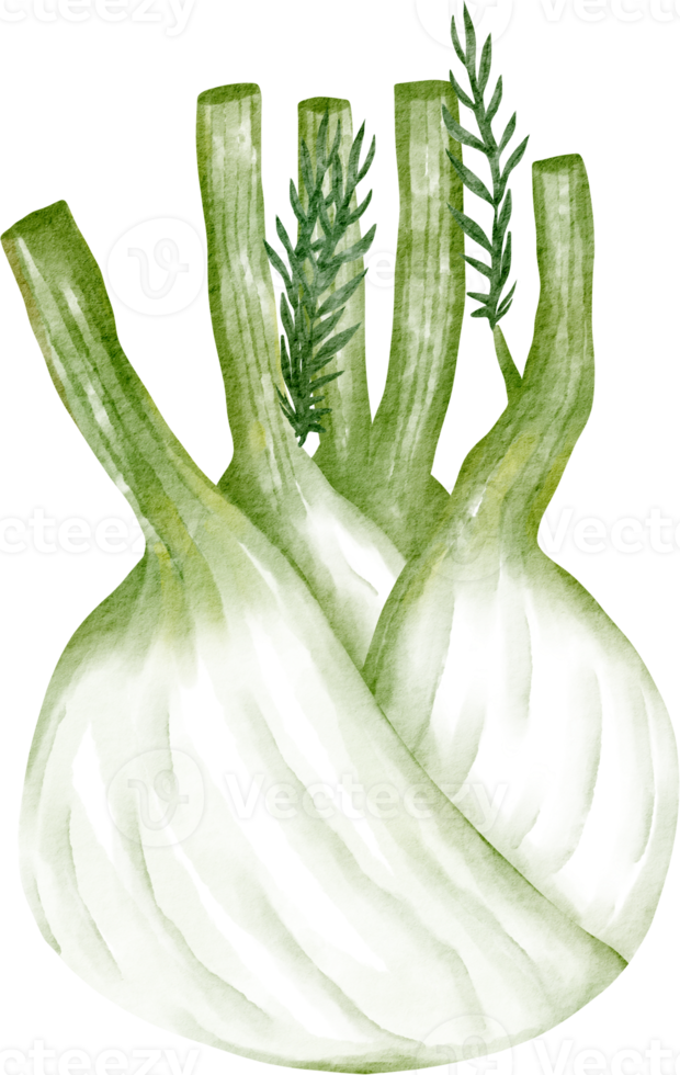 watercolor fennel vegetable png