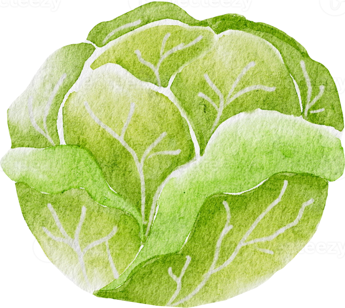 cabbage watercolor clip art element png