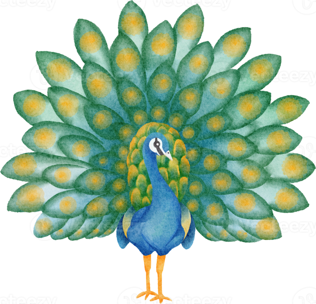 clipart de pavo real acuarela png