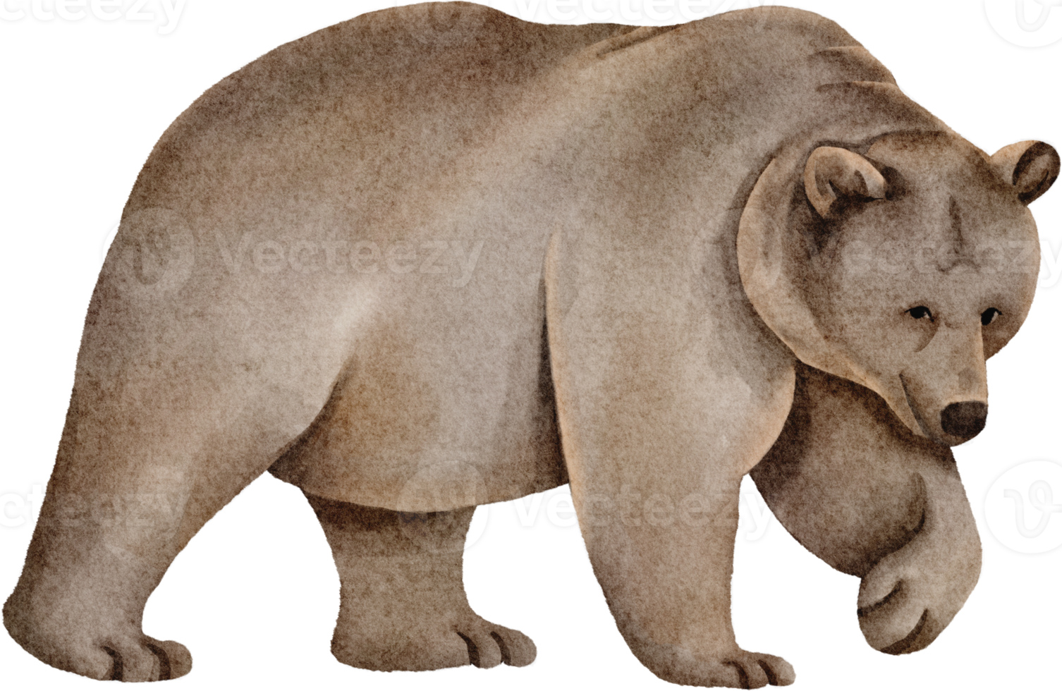 watercolor bear clip art 16533234 PNG