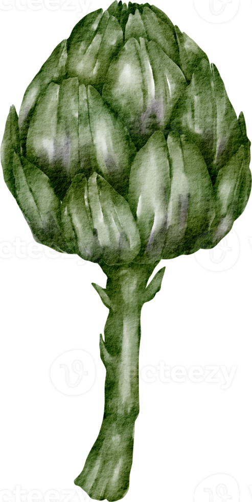 watercolor artichoke vegetable png