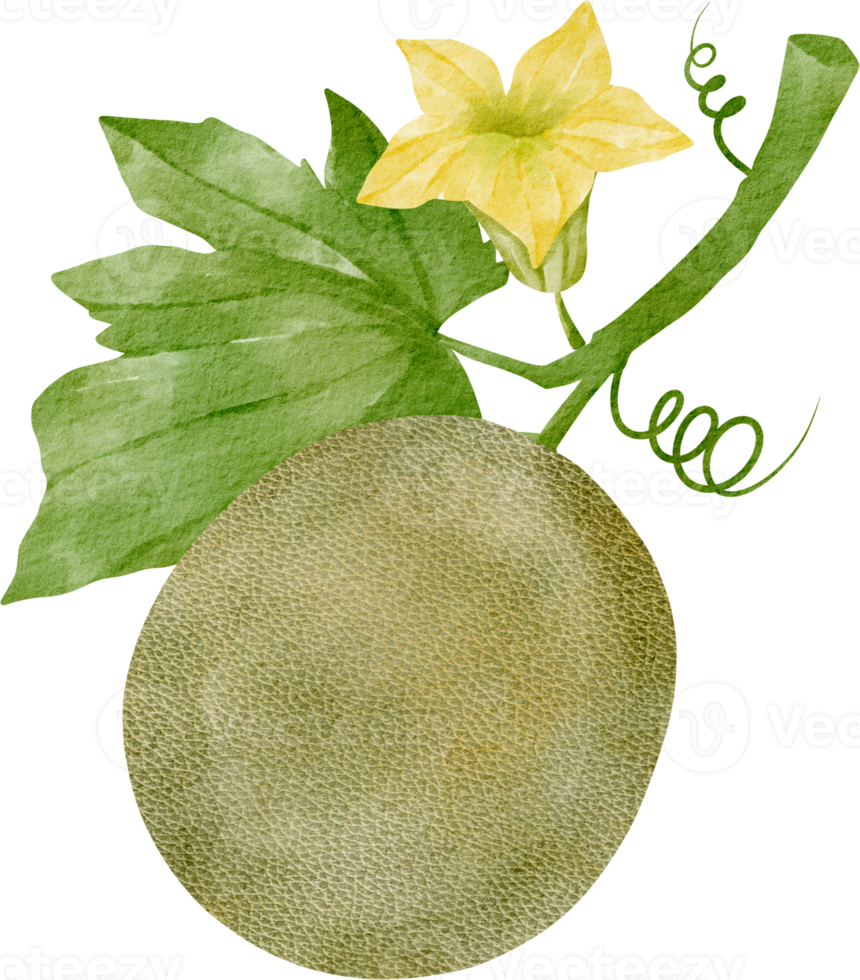 watercolor cantaloupe clip art png