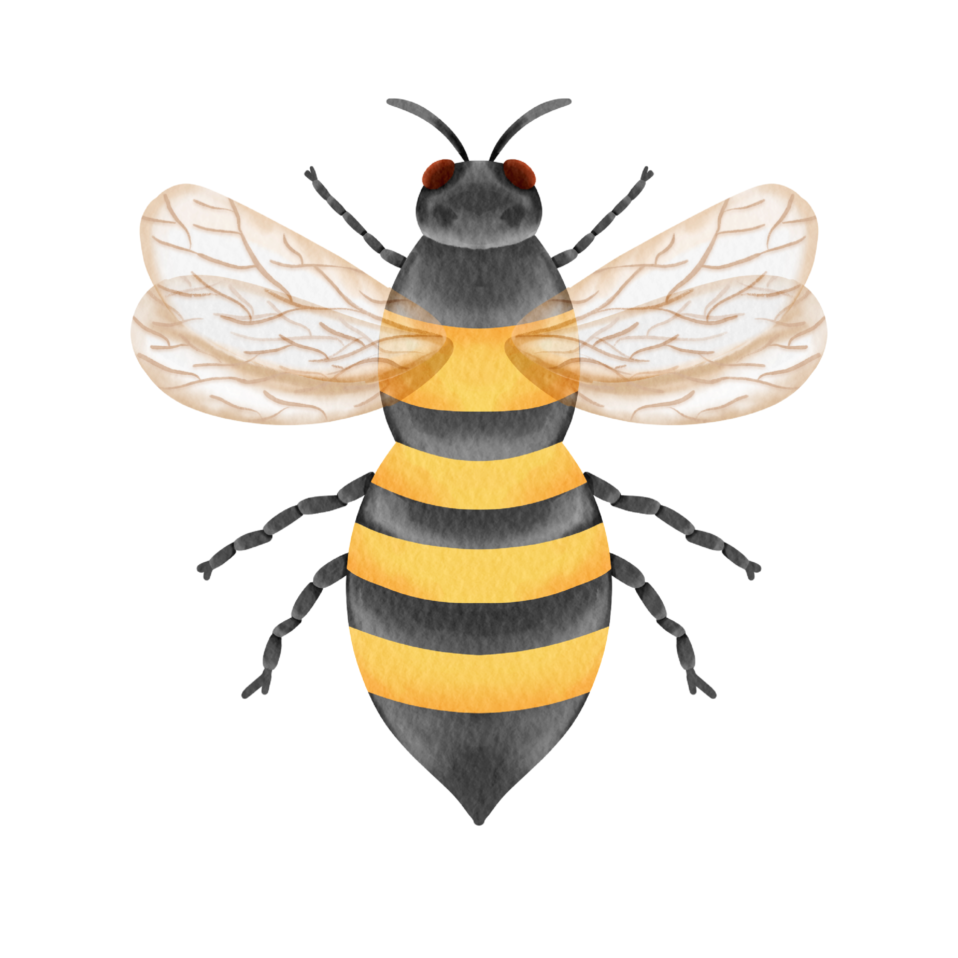 watercolor bee insect 16533268 PNG
