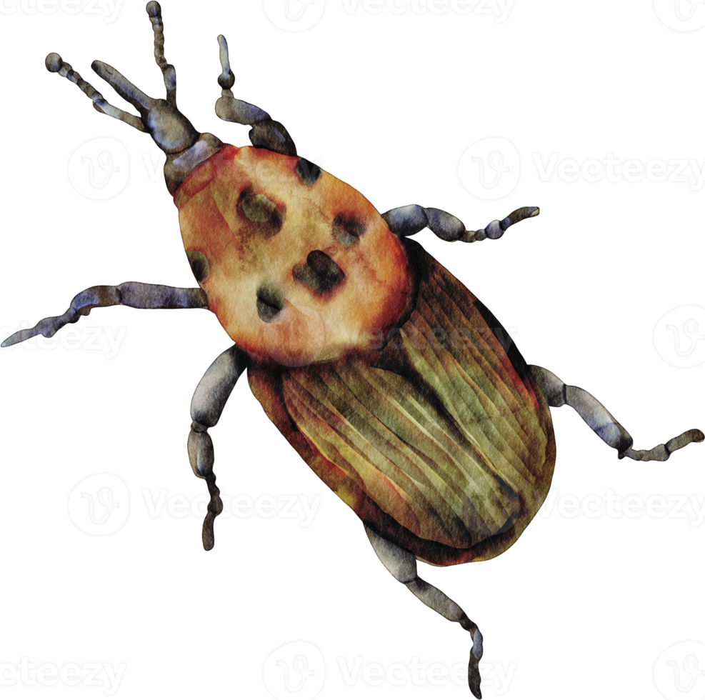 waterverf kever insect png