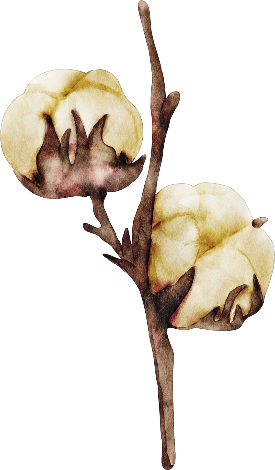 watercolor cotton flower 16533282 PNG