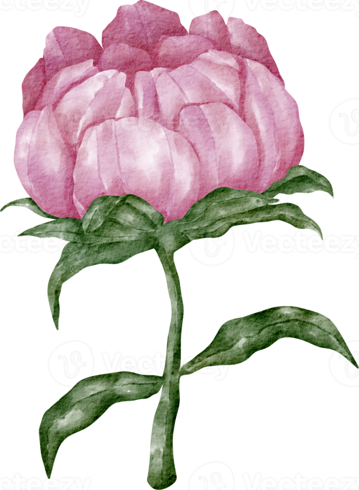 watercolor peony flower png