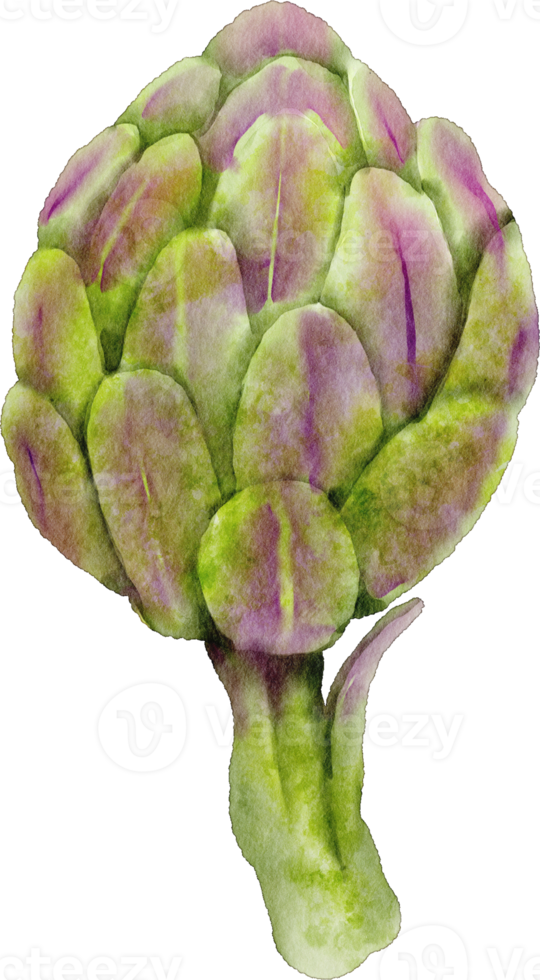 watercolor artichoke vegetable png