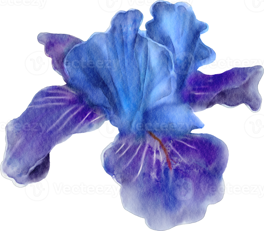 watercolor iris flower png