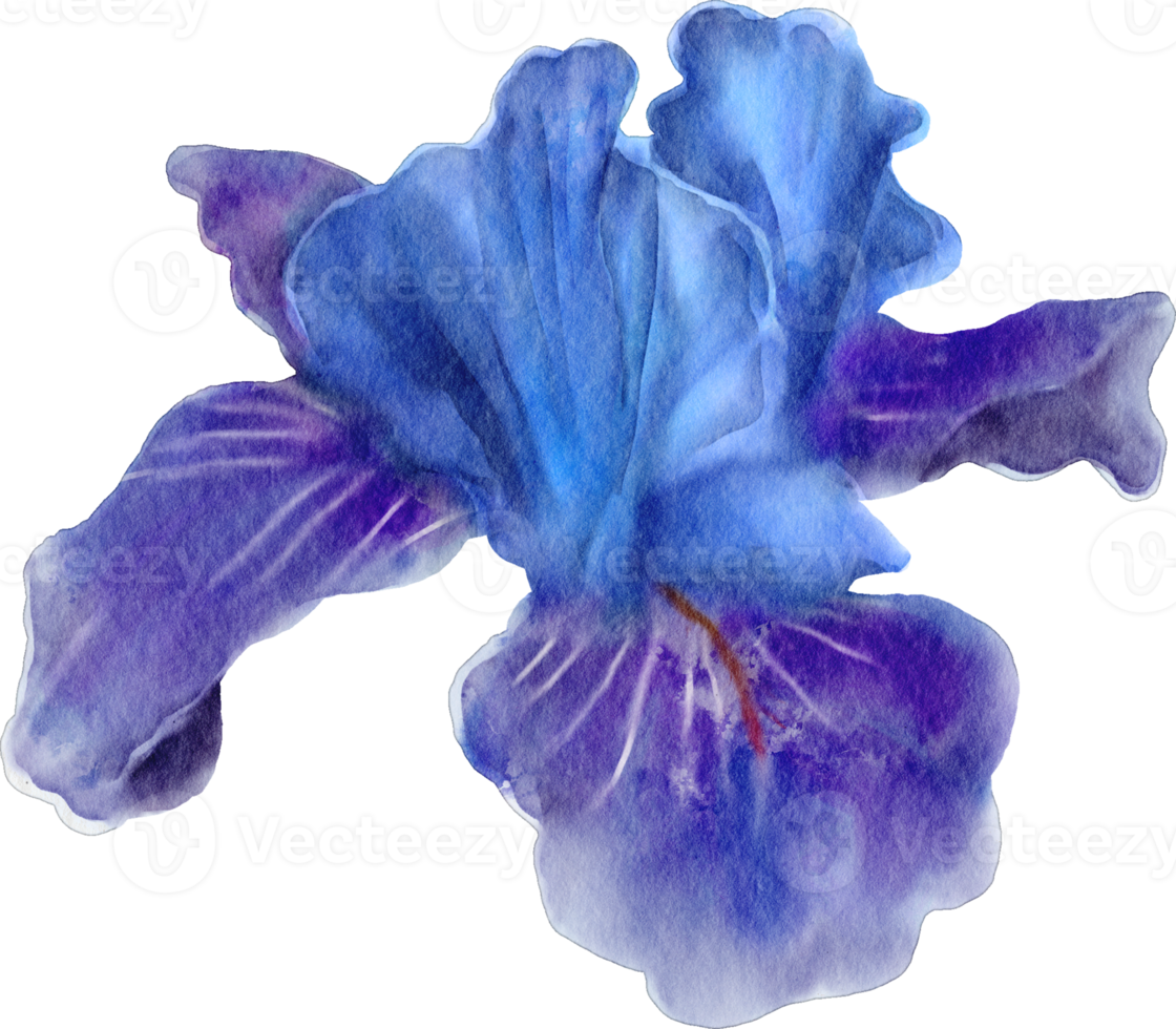 fleur d'iris aquarelle png