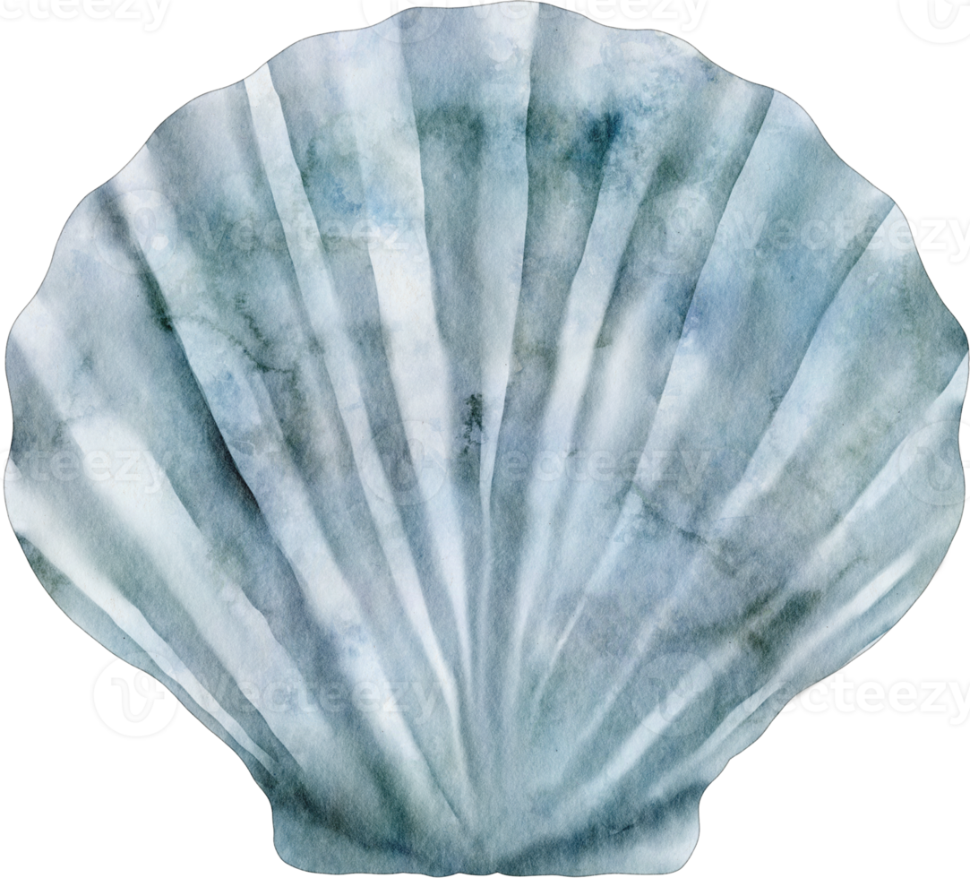 watercolor shell sea ocean png