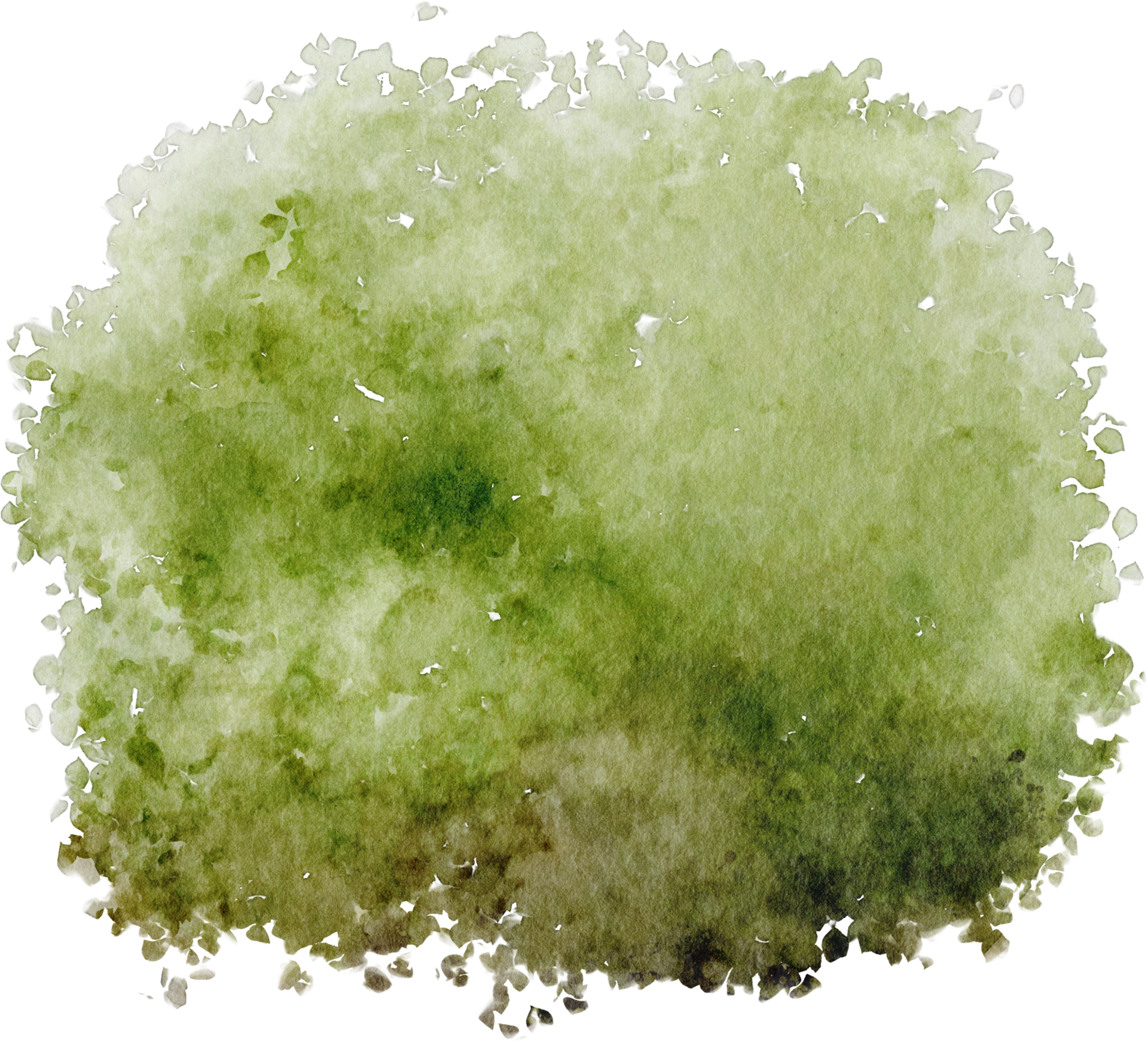 aquarell busch grün 16535107 PNG