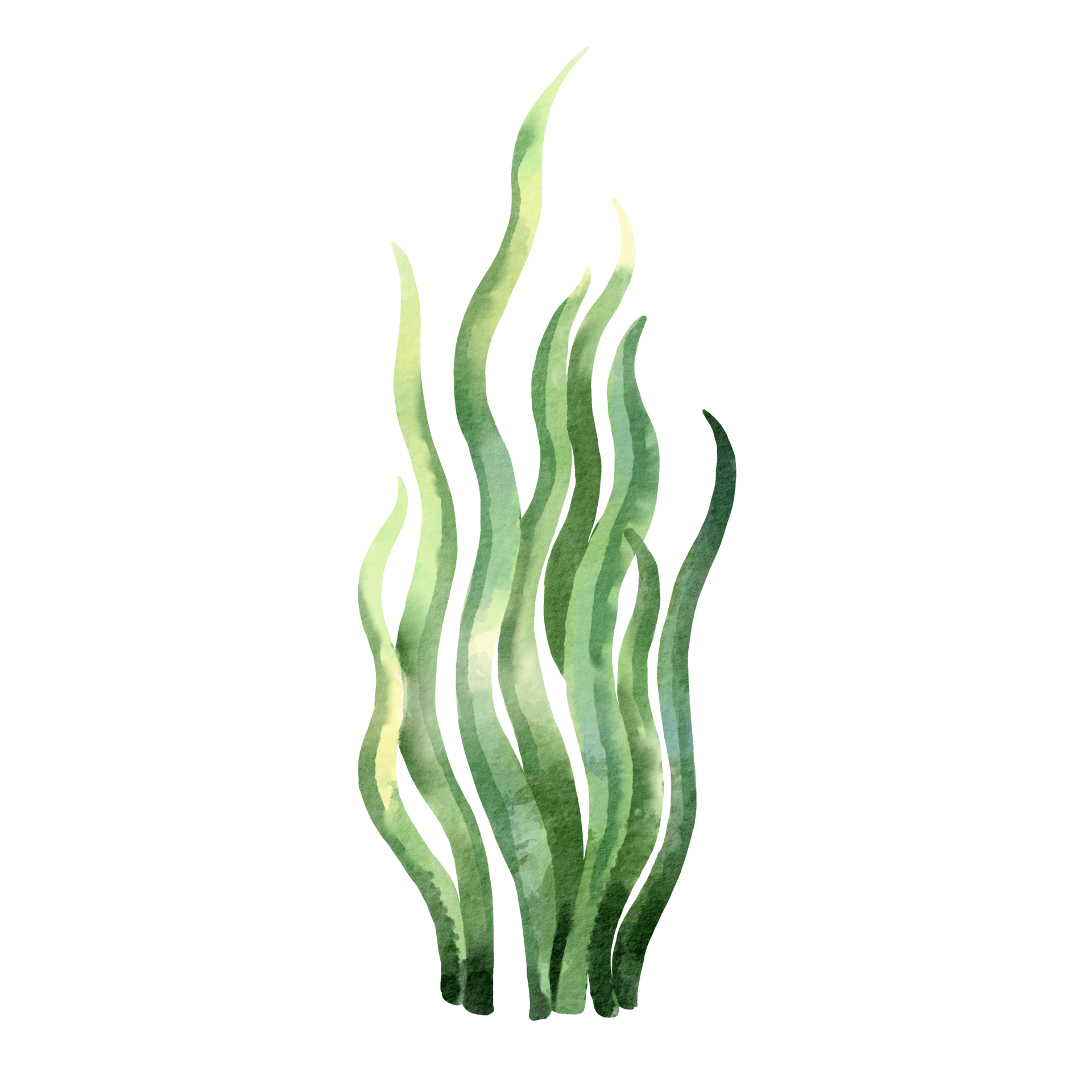 Watercolor Seaweed Clip Art Element Watercolor Seawee - vrogue.co