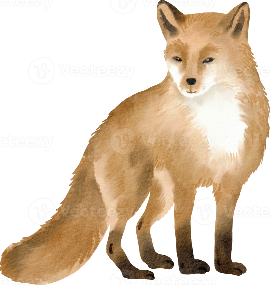 watercolor fox clip art png