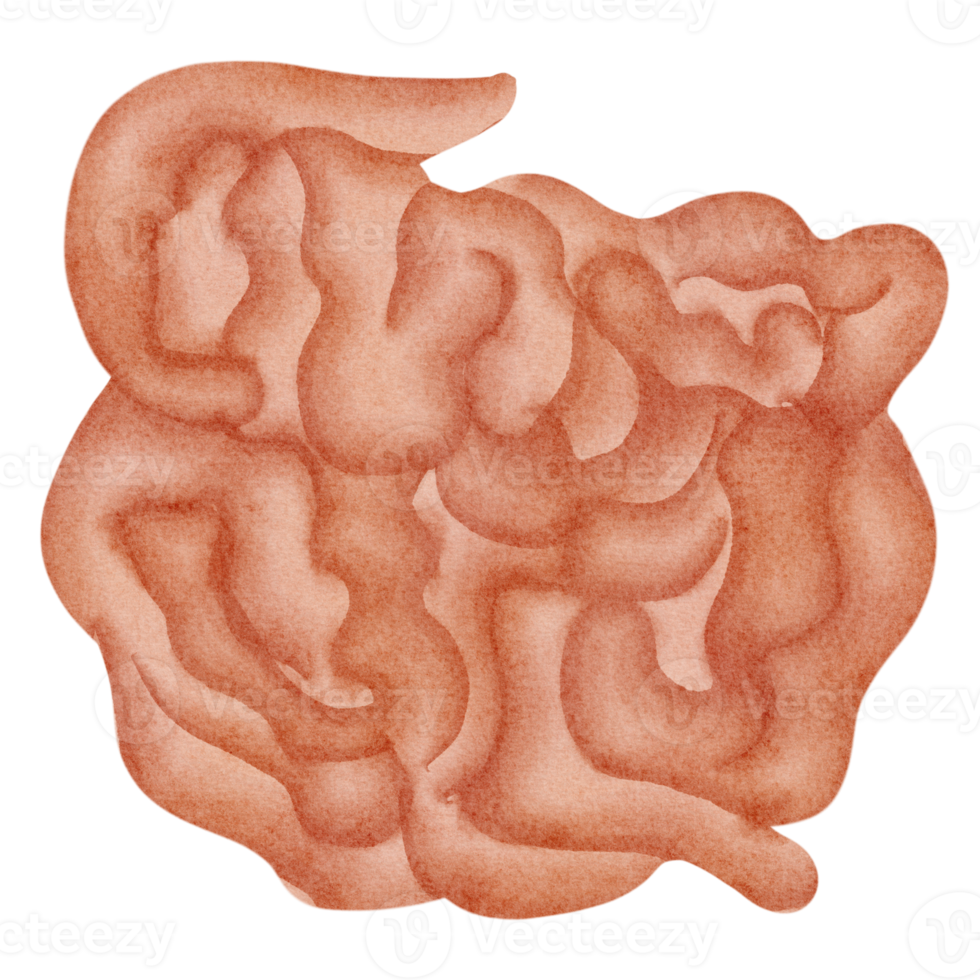small intestine clip art png