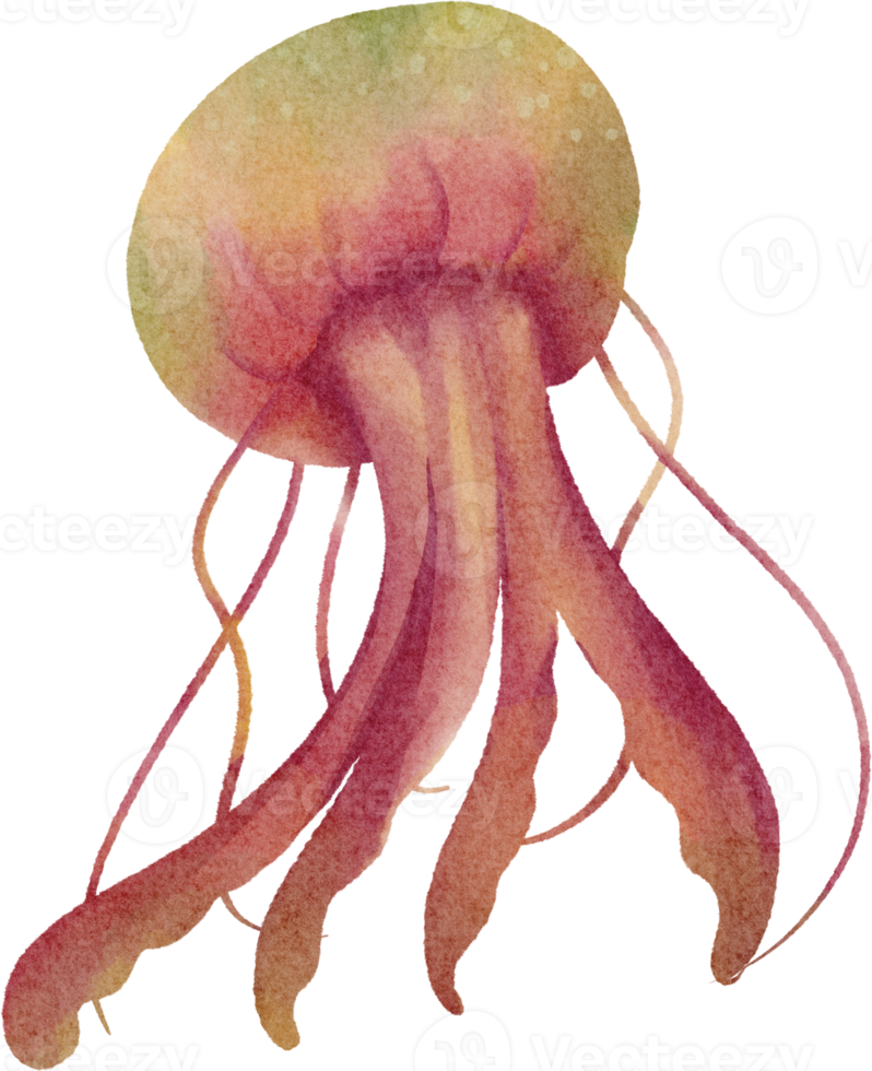 clipart de méduse aquarelle png