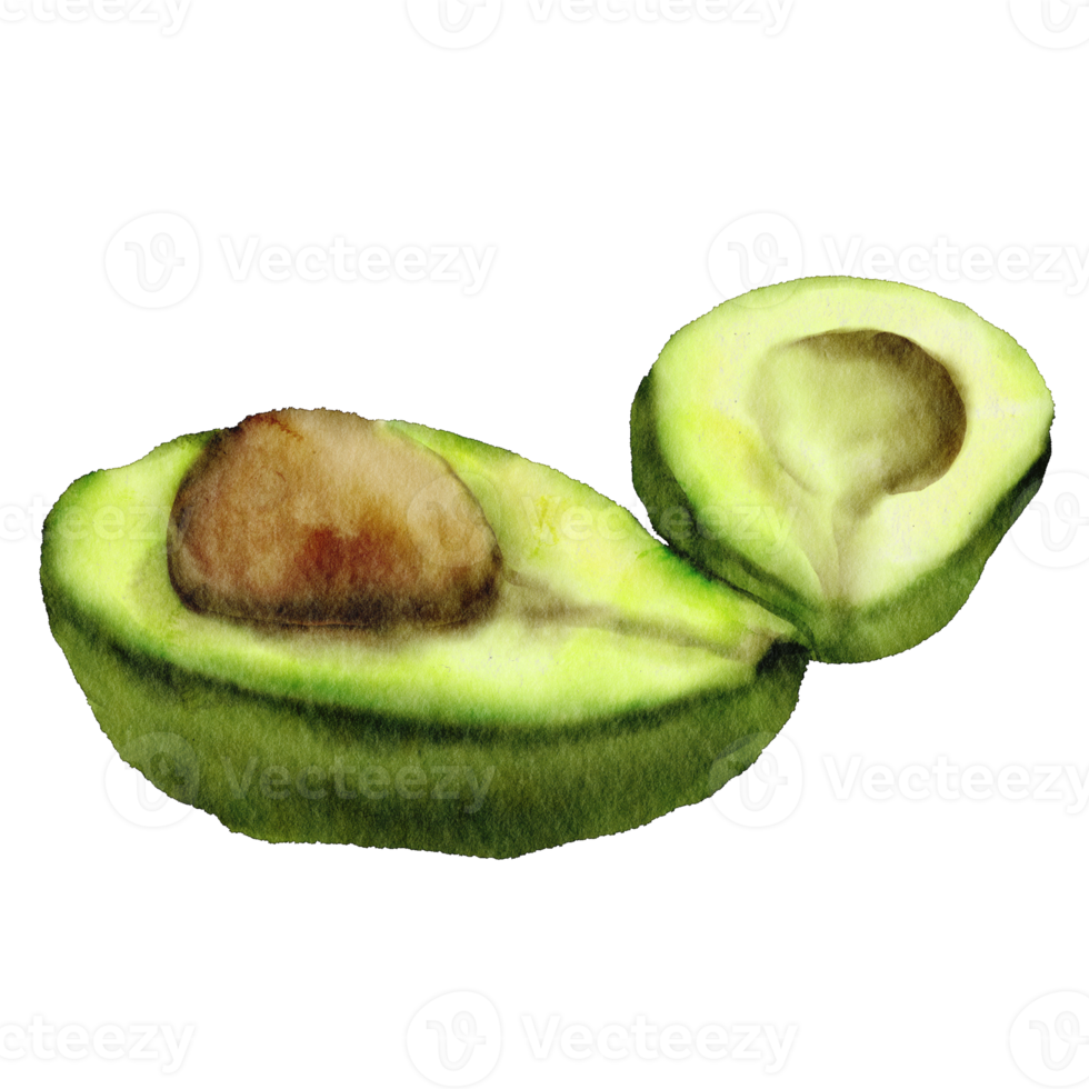 acquerello avocado frutta clip arte png