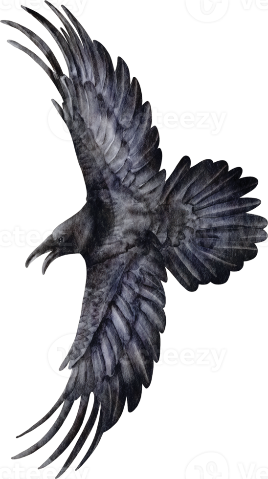 imágenes prediseñadas de cuervo acuarela png