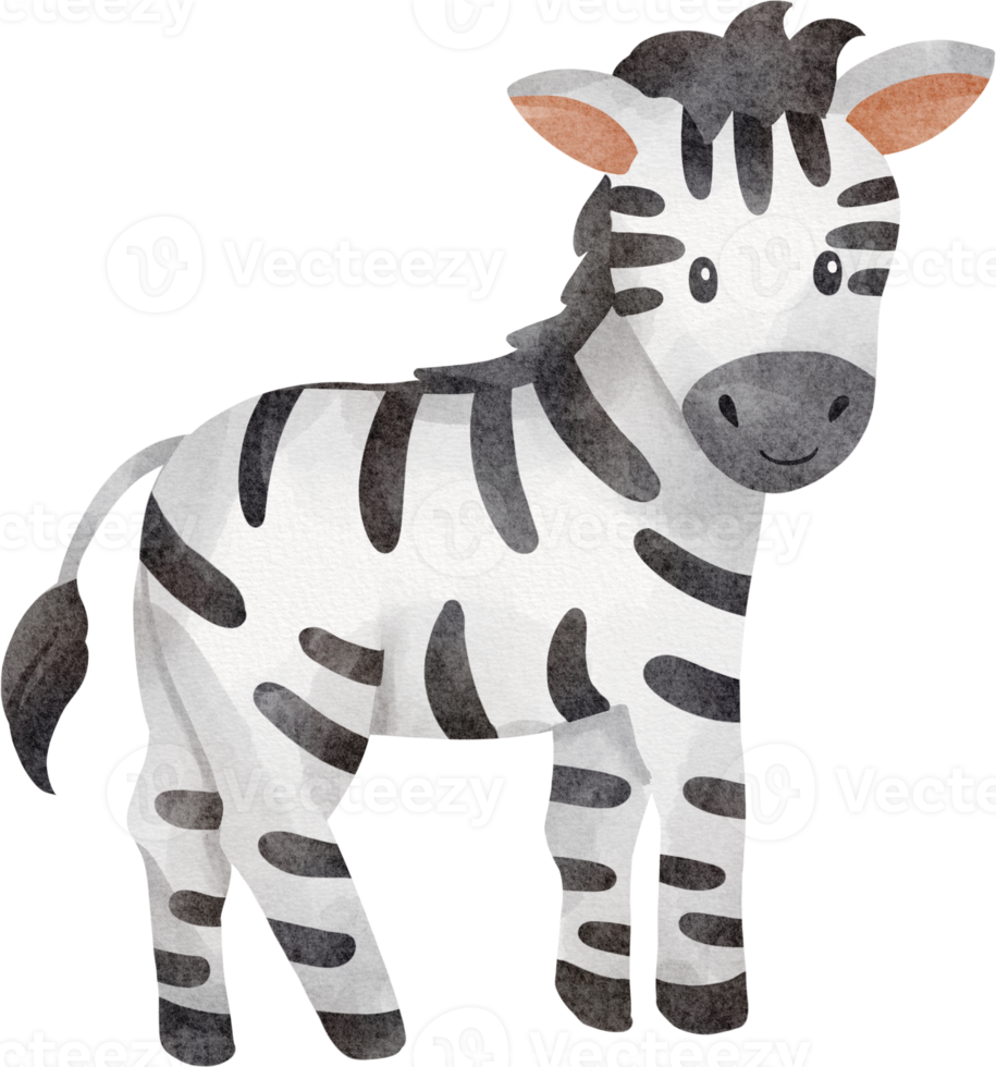 süßes Zebra-Aquarell png