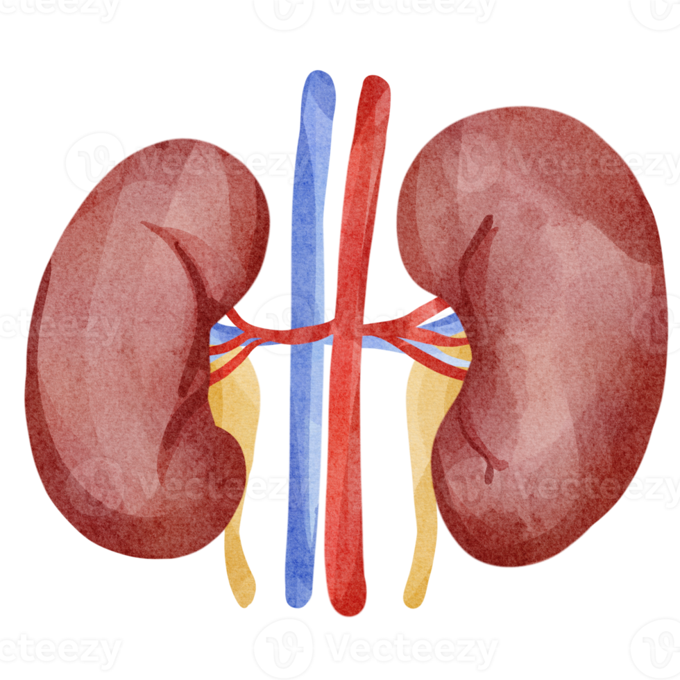 kidneys clip art png