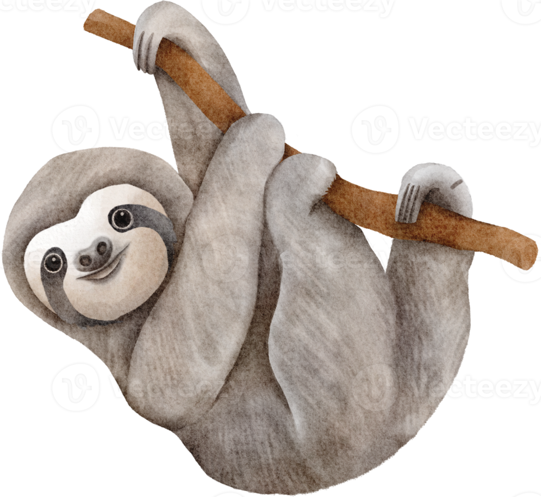 sloth watercolor clip art png