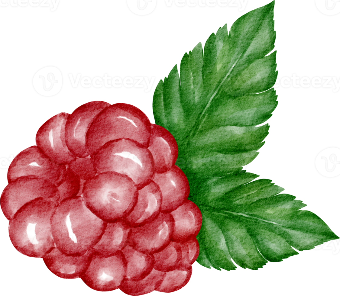 waterverf framboos fruit png