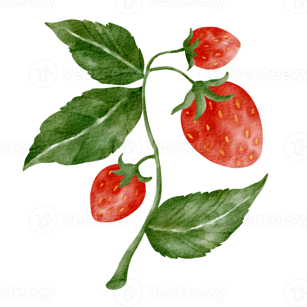watercolor strawberry tree 16535651 PNG