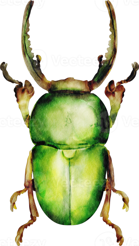 vattenfärg grön skalbagge png