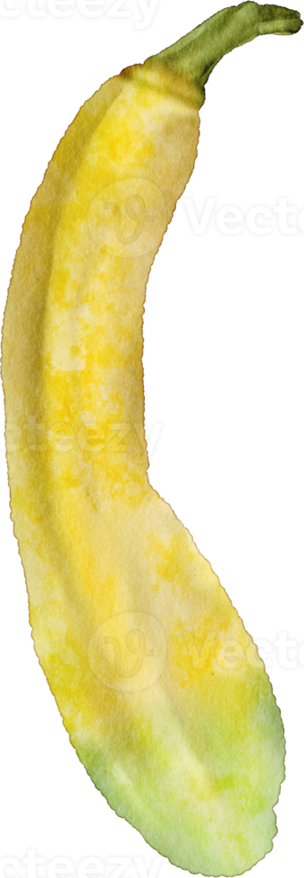 Aquarell Zucchini-Gemüse png