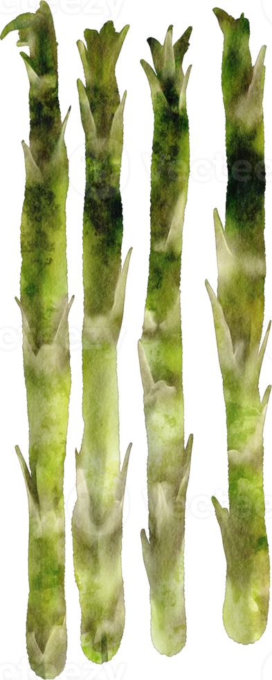 watercolor asparagus vegetable png