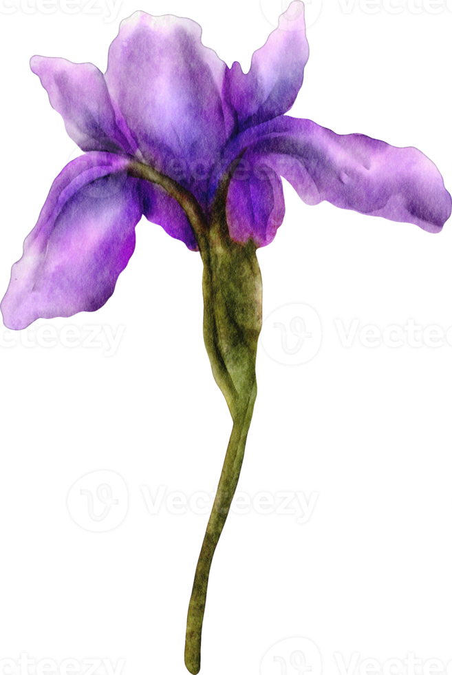 fleur d'iris aquarelle png