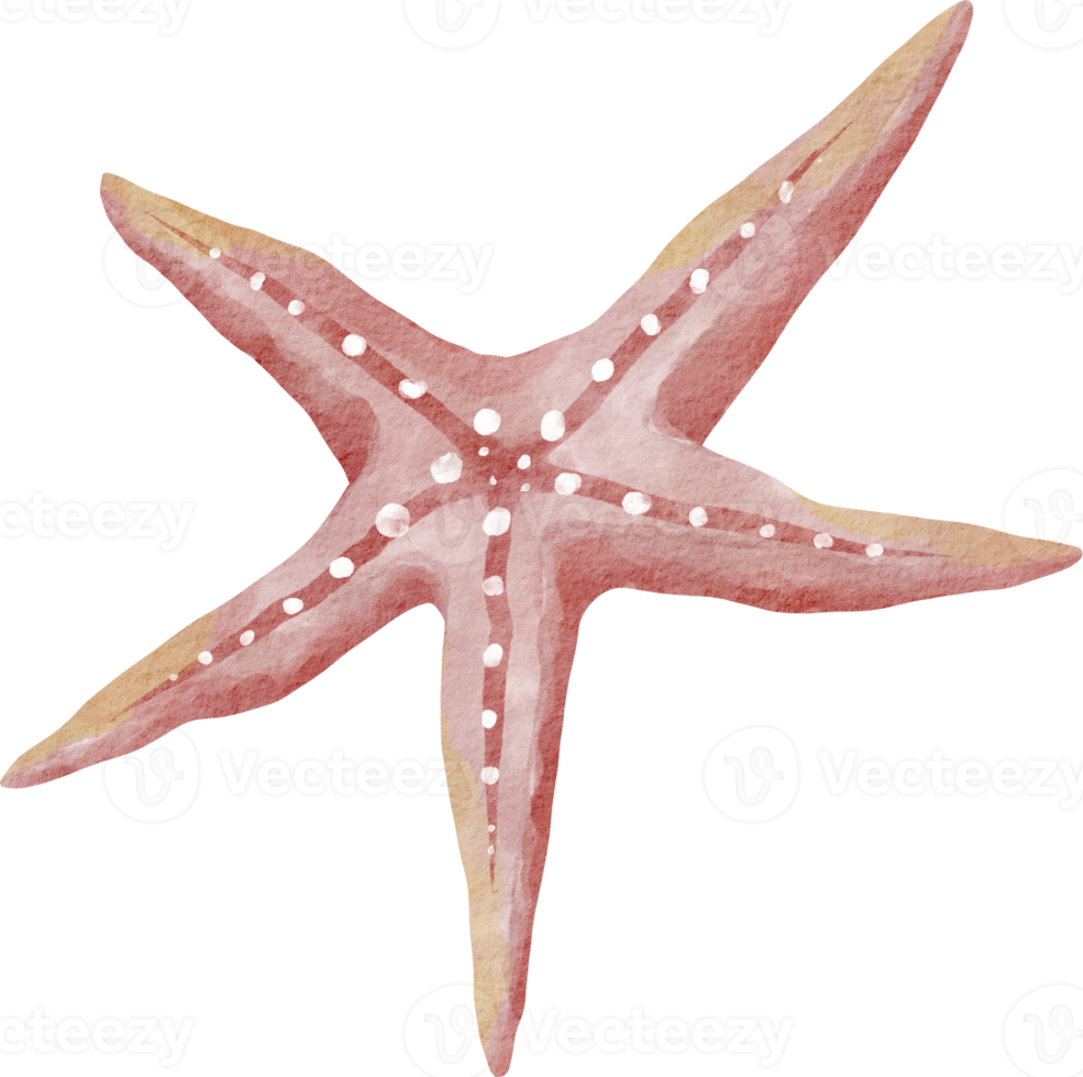 acuarela estrella de mar animal marino png