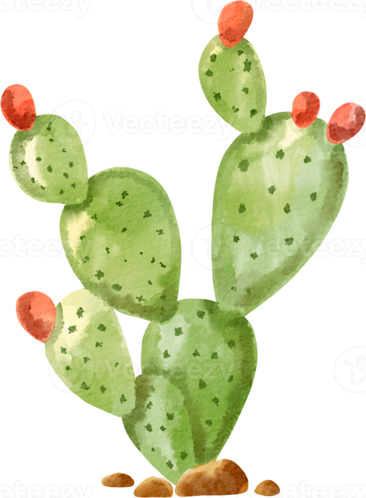 imágenes prediseñadas de cactus acuarela png