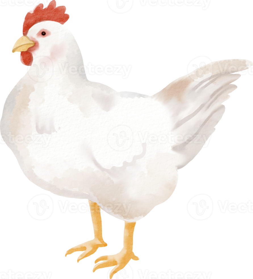 clipart fofo de frango em aquarela png