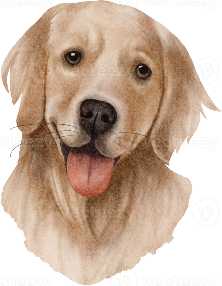 waterverf gouden retriever hond png