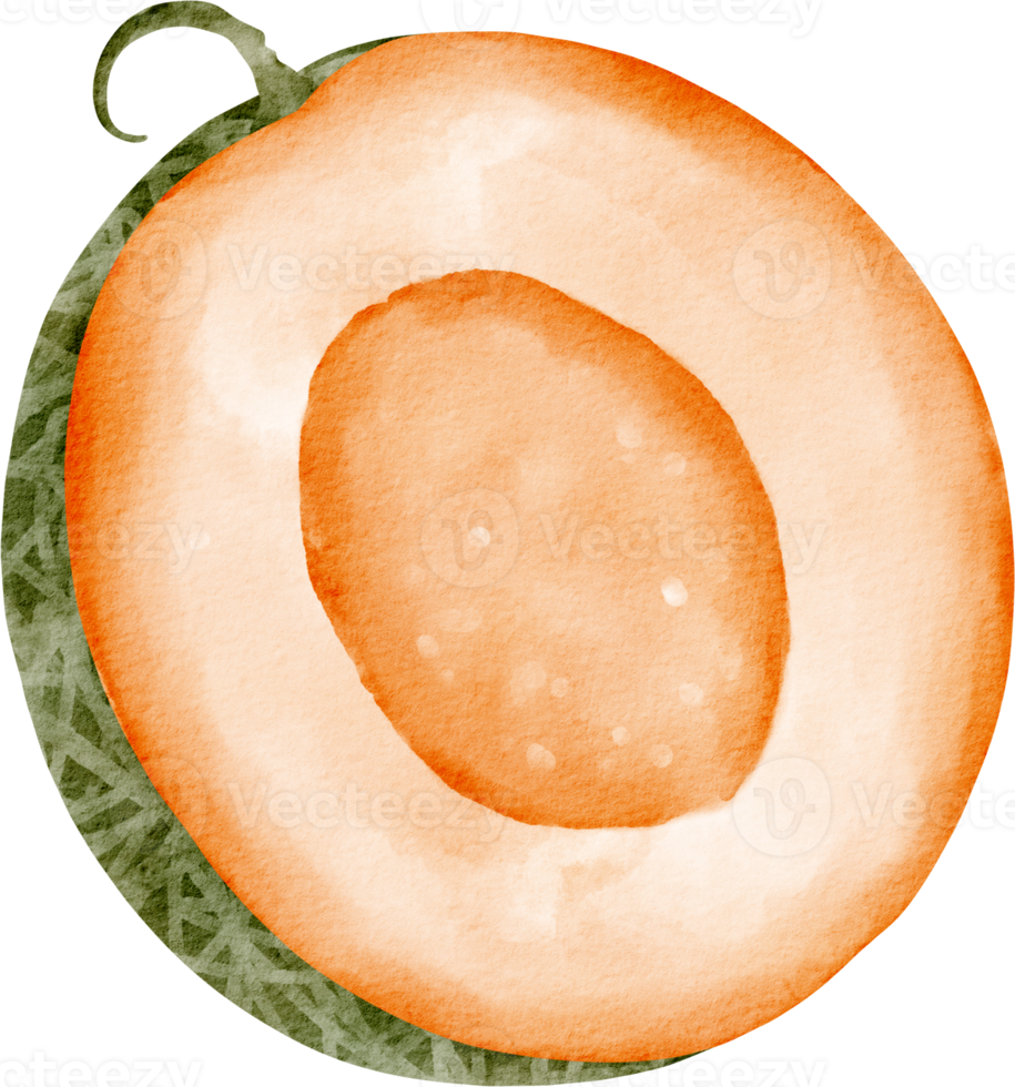 acuarela melón medio clip art png