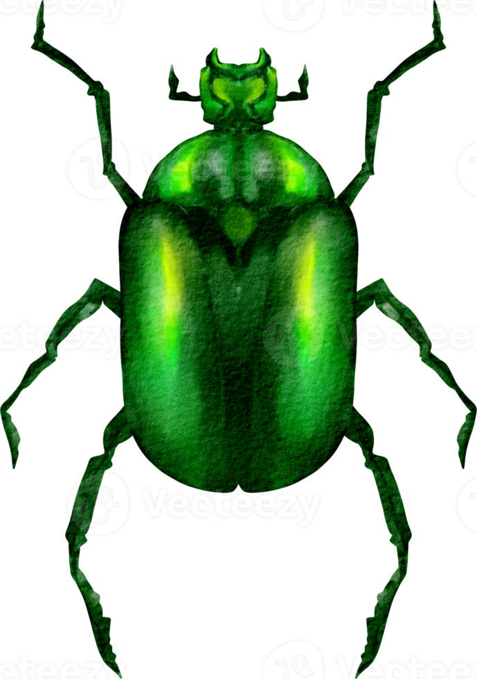 watercolor scarab clip art png