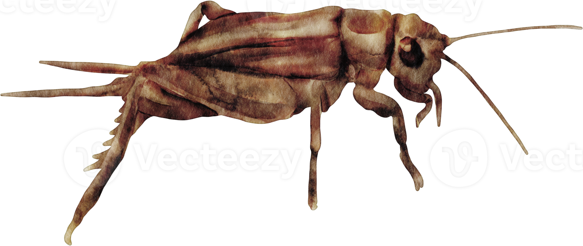 watercolor cricket insect png