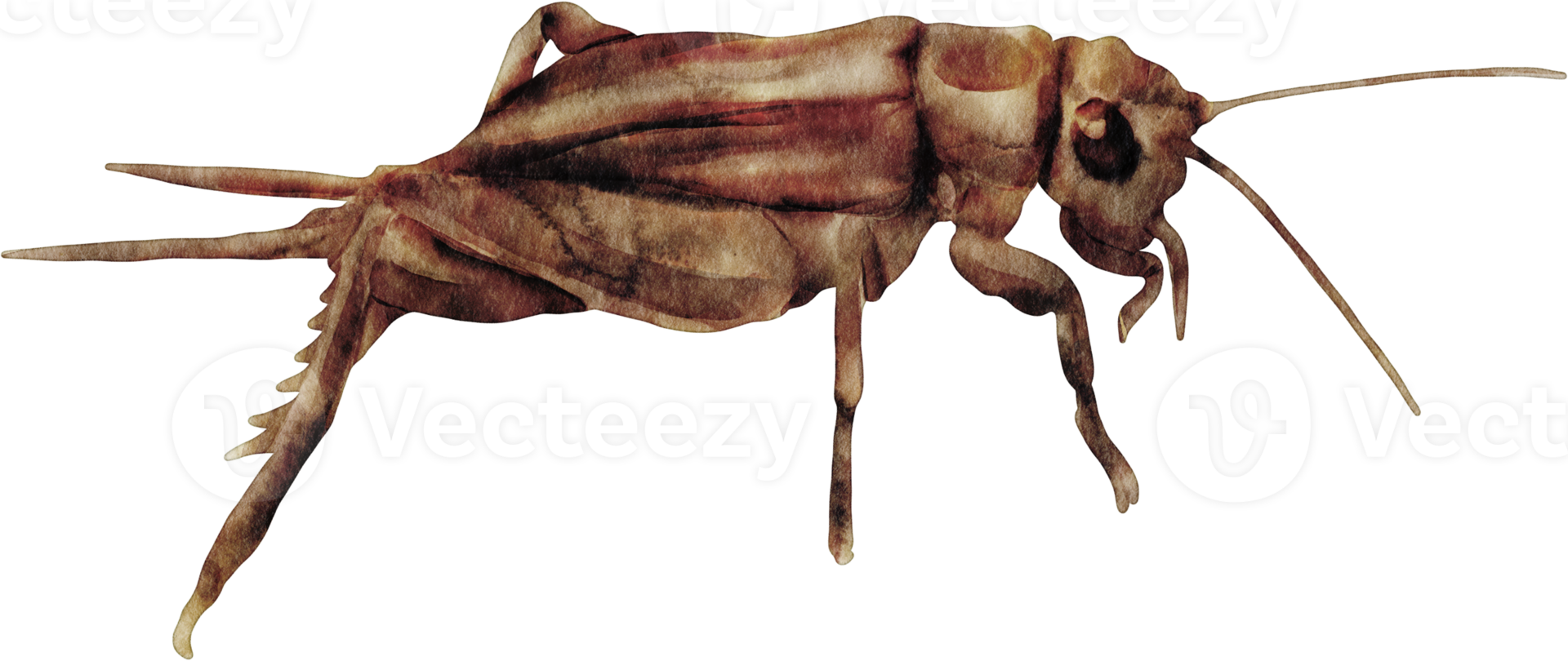 waterverf krekel insect png