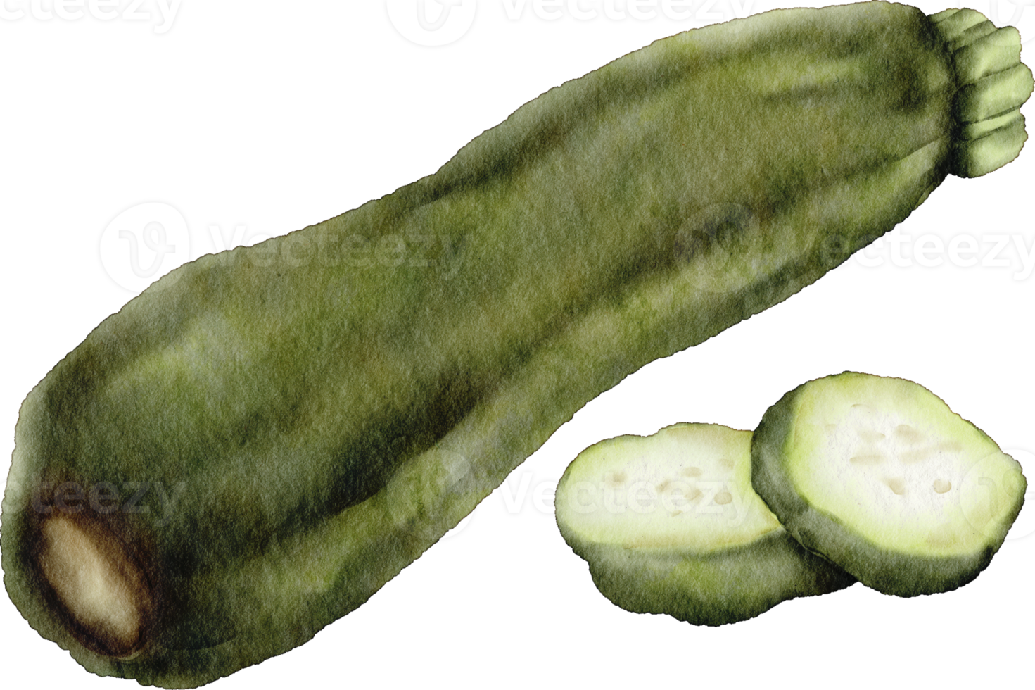 watercolor zucchini vegetable png