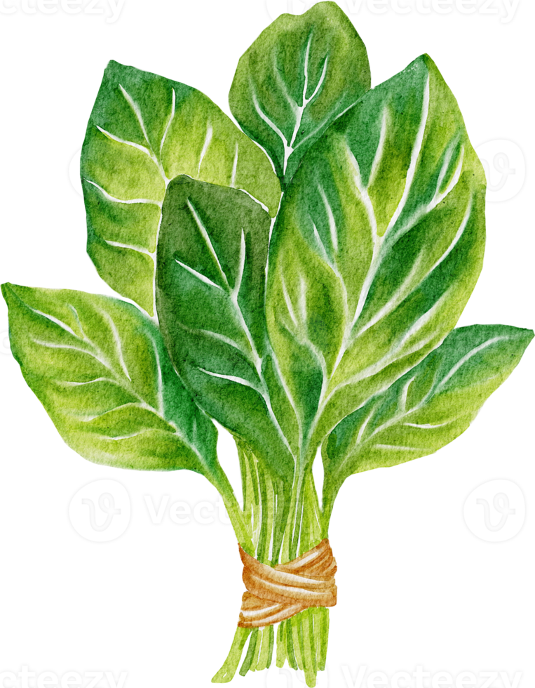 spinach watercolor vegetable png