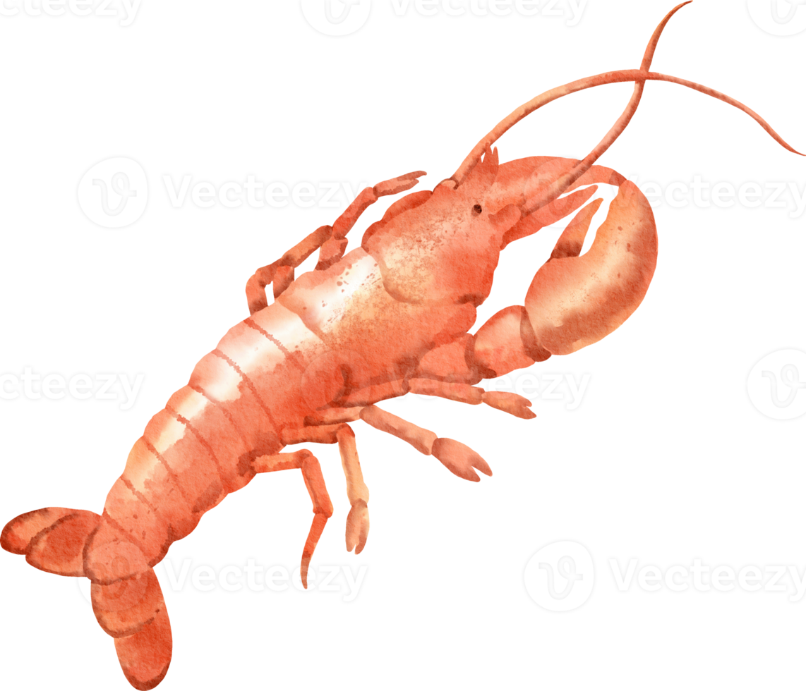 watercolor lobster seafood png