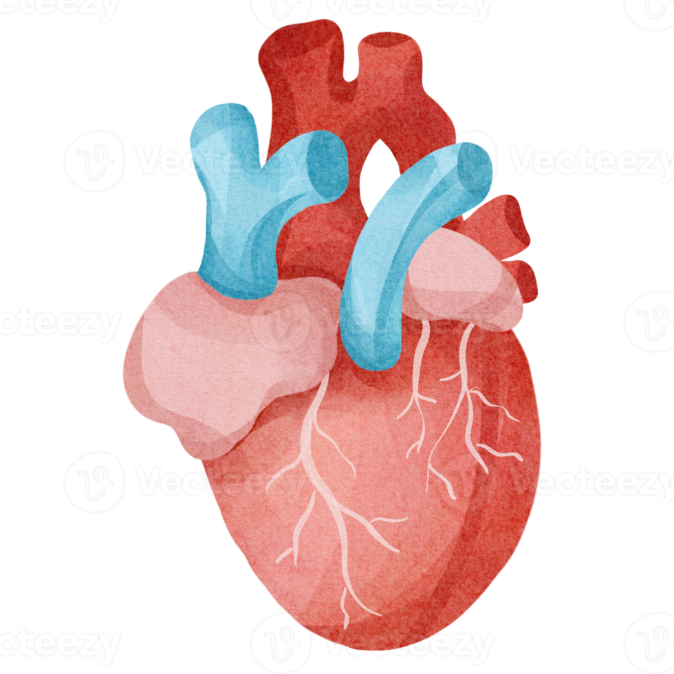 watercolor heart clip art png